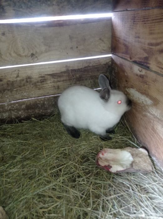 Каліфорнія Чиста породи