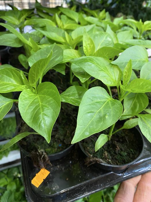 Papryka ostra sadzonka DE CAYENNE
