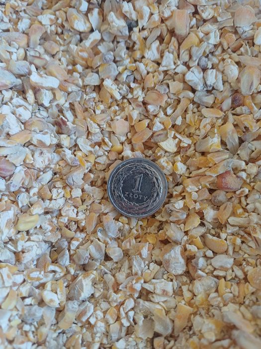 Kukurydza gnieciona śruta kukurydziana