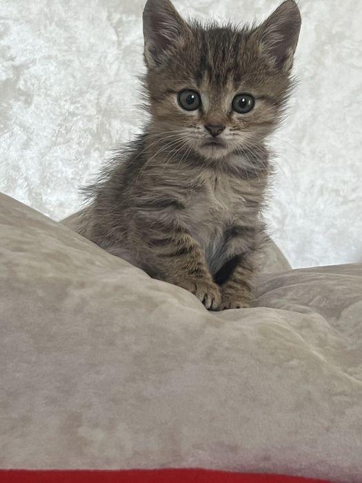 Миленьке кошеня шукає люблячу сім’ю