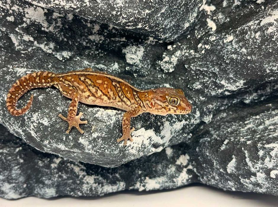 Gekon Madagaskarski gekony madagaskarskie nie lamparci Chojnice