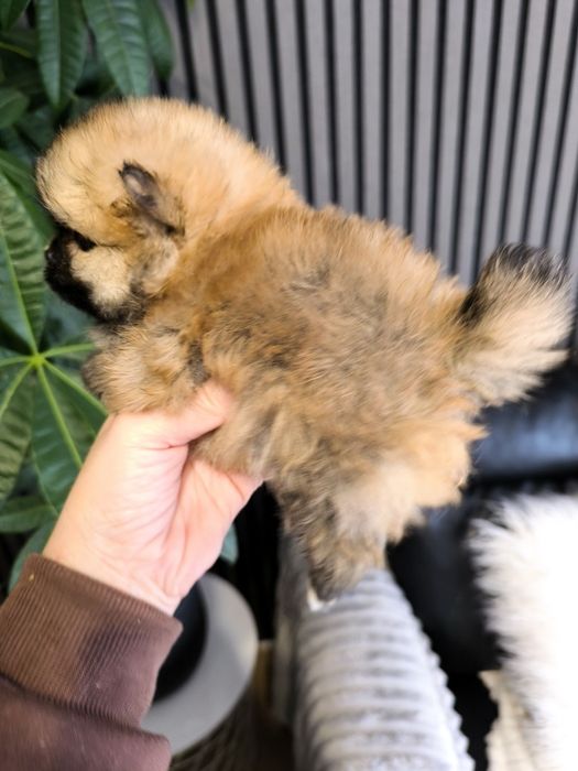 Spitz anão. Lulu da Pomerânia Super Mini.LOP e Afixo. Laranja
