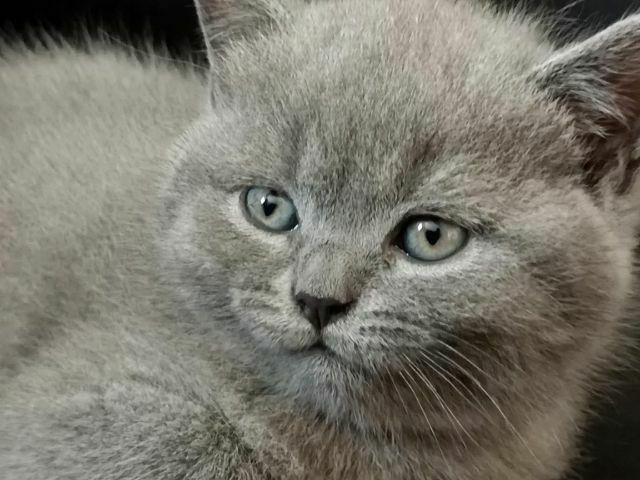 Kotek brytyjski z rodowodem