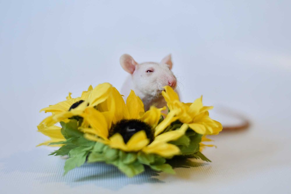 декоративные крысы. уши дамбо и стандарт,шерсть рекс кудрявая, фазз