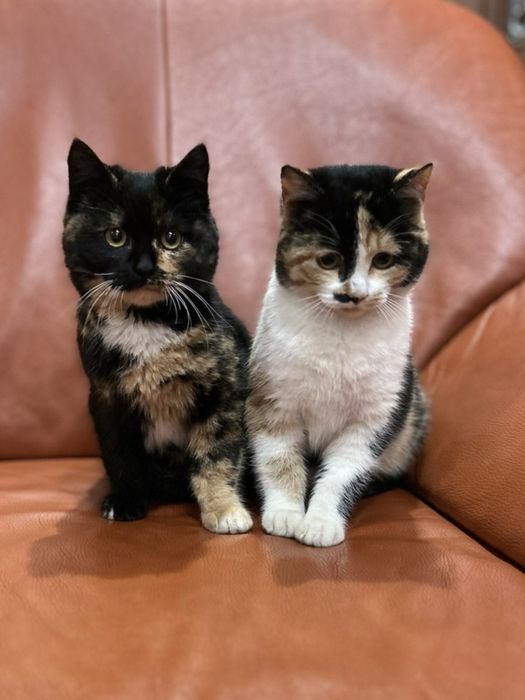 Кошенята в добрі руки