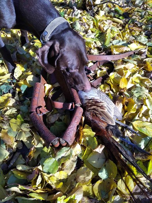 Курцхар, проверенный охотой, приглашат на вязку