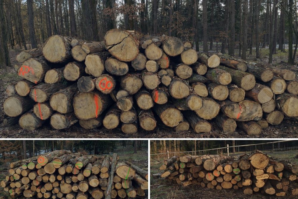 Drewno opałowe - Dąb.