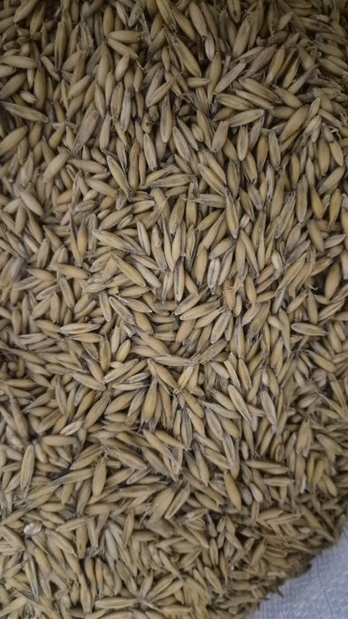 Owies jary zbior 2025