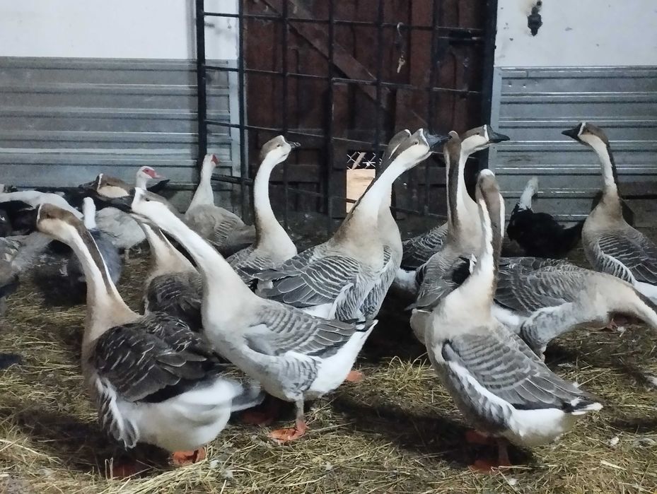 gęsi kubańskie na jajka gęś kubańska garbonosa gęsiory dorosłe młode