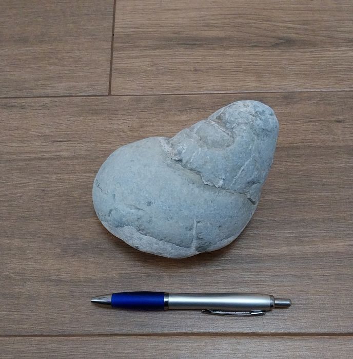 Fóssil de gasterópode do Jurássico Superior (145/163 Milhões de anos)