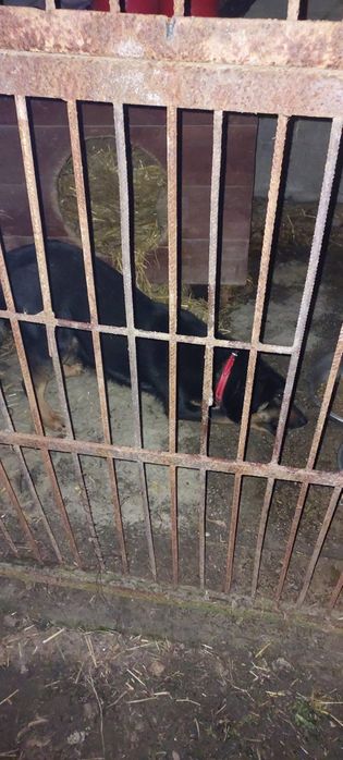 Rico siedzi w mordowni pomóż go stamtąd wyciągnąć! Adopcja tymczas