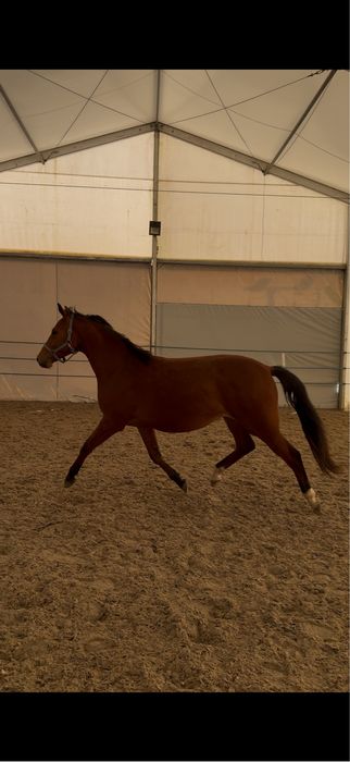 Sprzedam klacz 2 latke