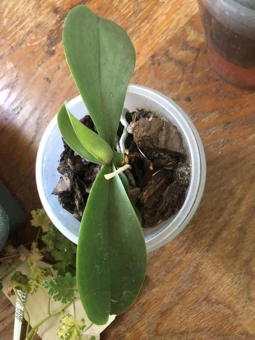 Орхидея phalaenopsis