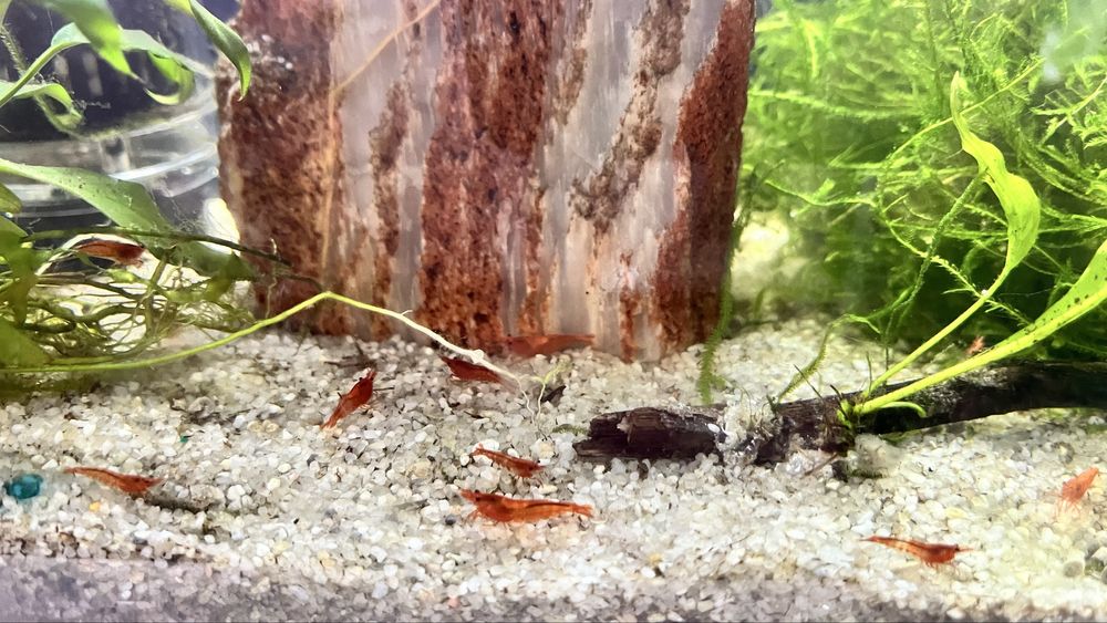 Neocaridinas Juvenis, blue dream e Red Fire