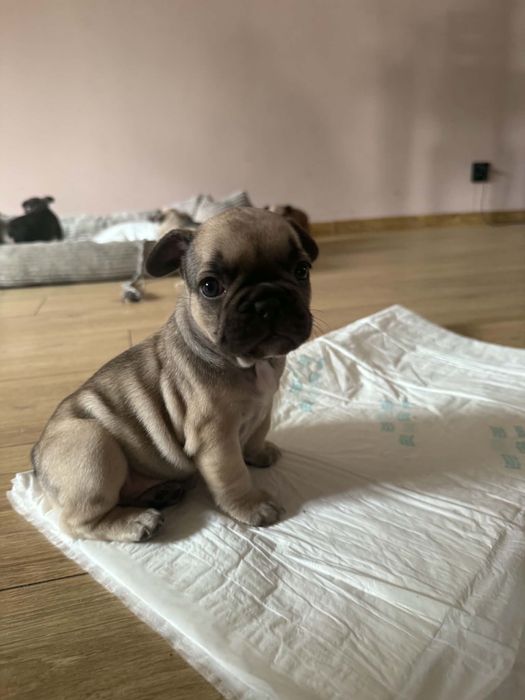 Buldog francuski