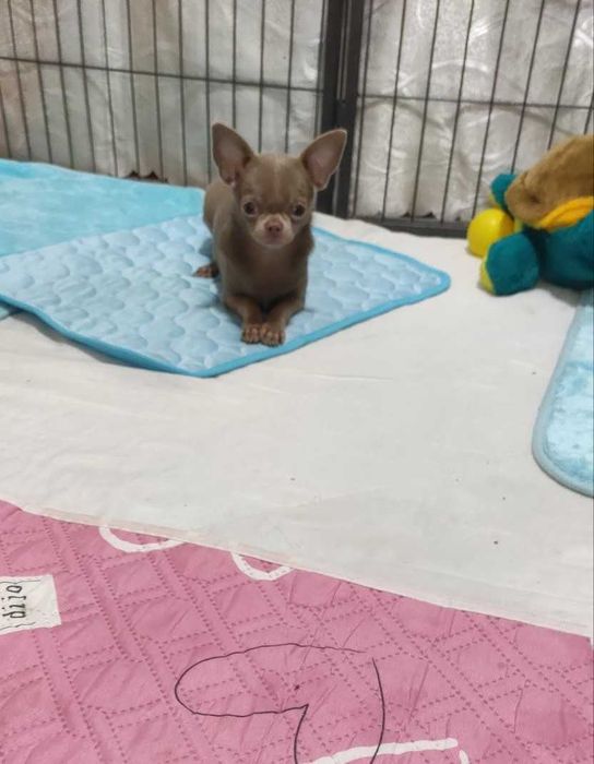 Лілова міні красуня! Активна, грайлива чихуахуа. КСУ.