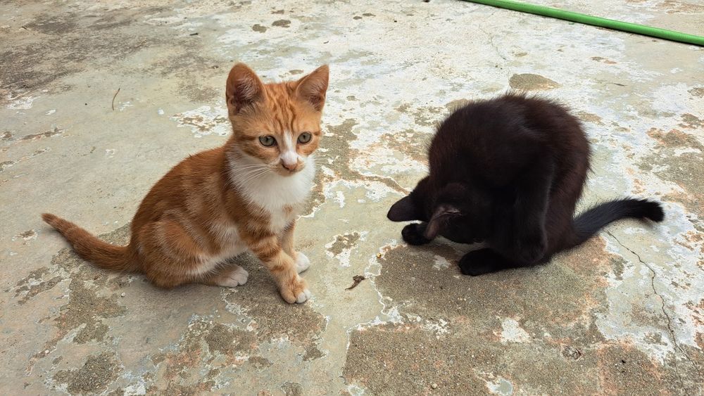 Ofereço gatinhos para adoção responsável