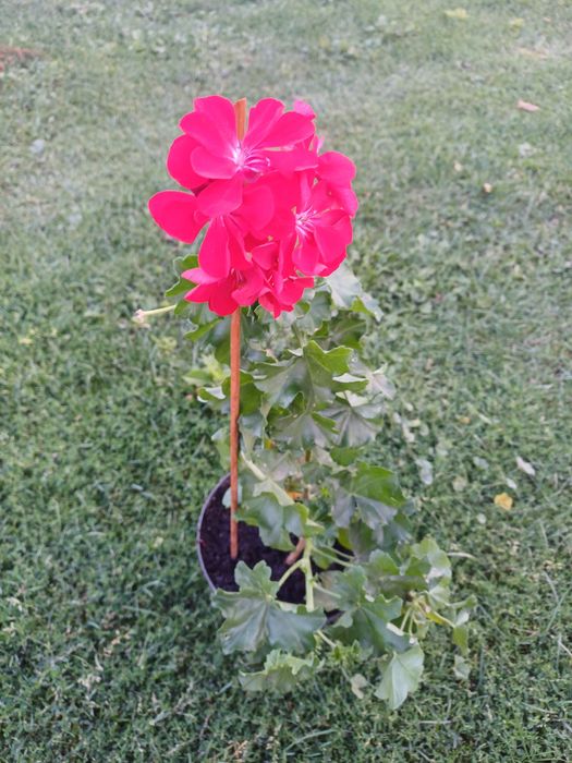 Продаю рослини.  Пеларгонії, хлорофіт чорнобривці  різдвяник