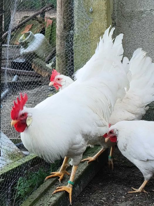 Galos  e galinhas Leghorn  White.