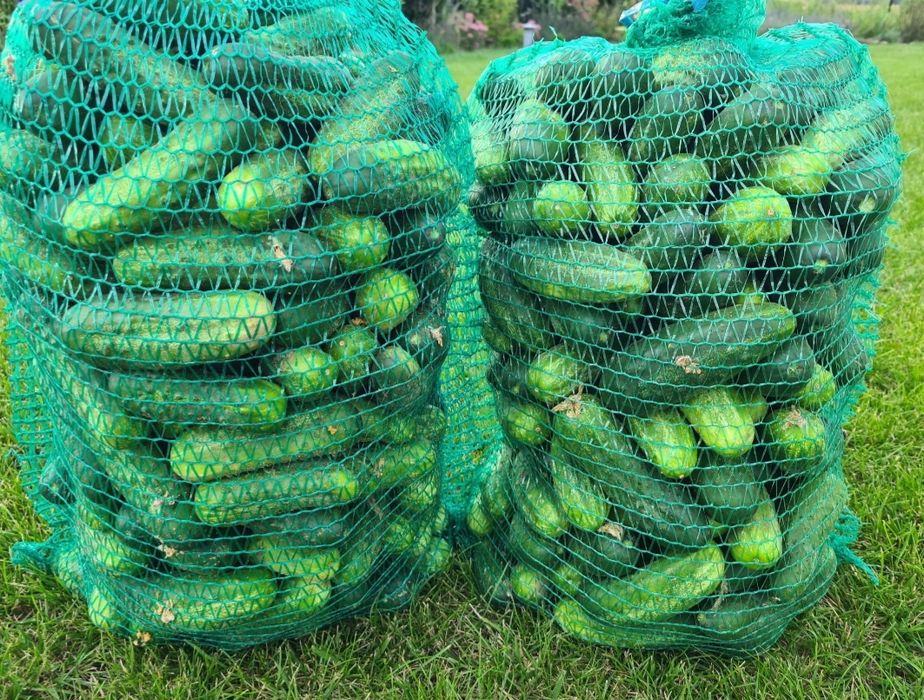 Ogórki gruntowe polne 10kg jasne (typu Śremski) duże WYSYŁKA