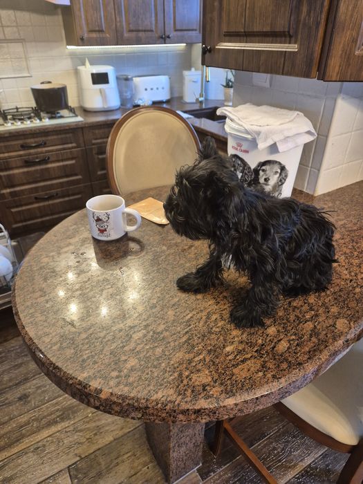 Sprzedam yorka black 8