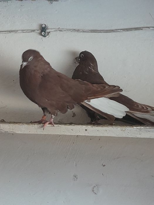 Gołębie szaryki lubelskie