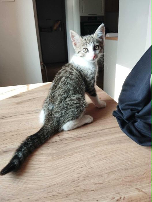 Simba kocurek i Nala kociczka do adopcji