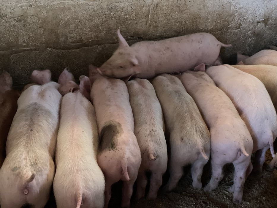 Продам поросят