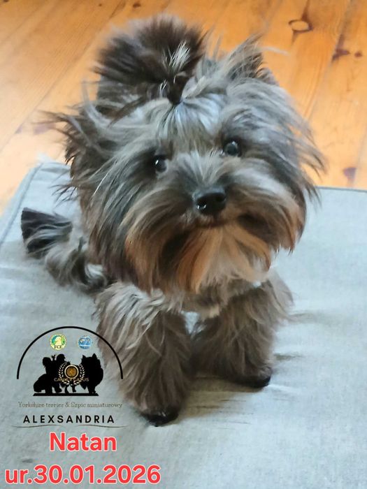 Yorkshire terrier Chłopczyk Natan