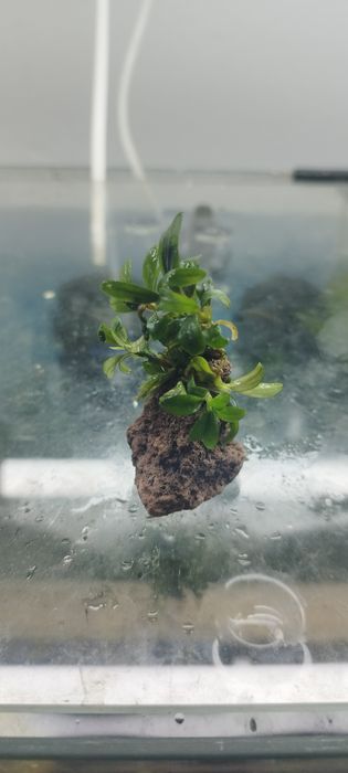 Bucephalandry dużo gatunkow