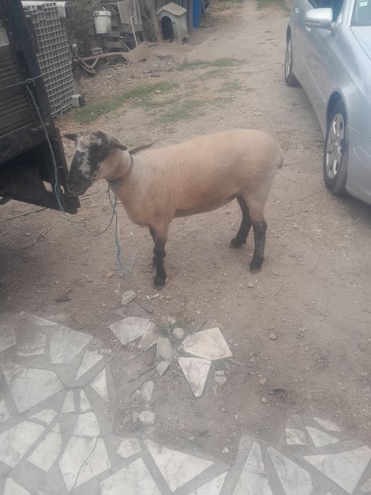 Vendo ovelha cruzada sulfok