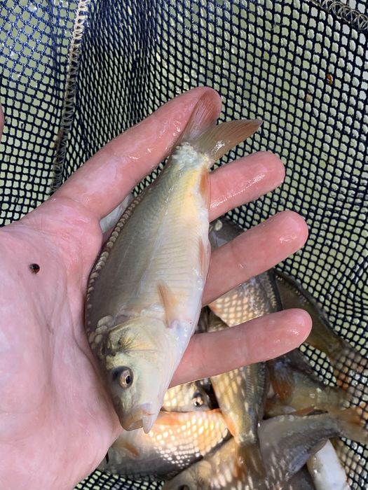 Karp karpie narybek do stawu ryby