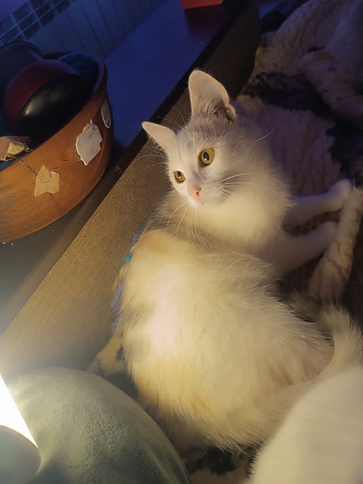 Підліток дівчинка кішка шукає  родину безкоштовно