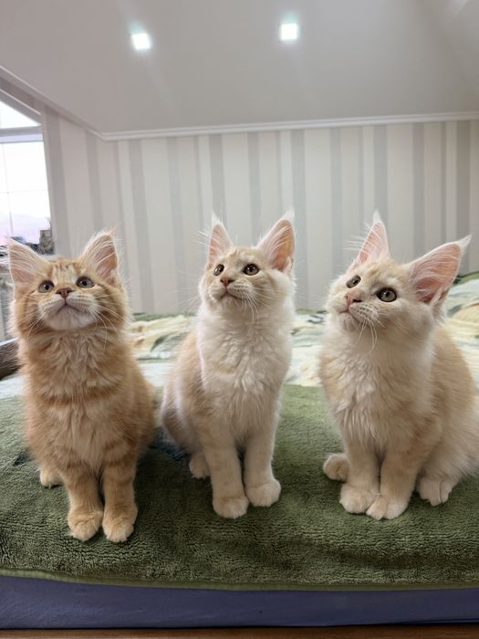 Кошенята Мейн Кун