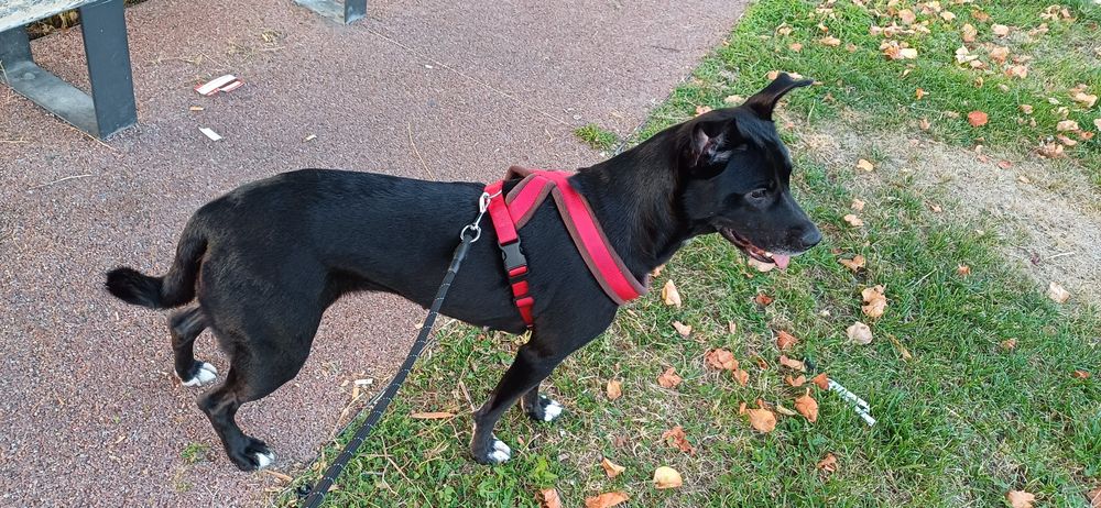 Doação responsável