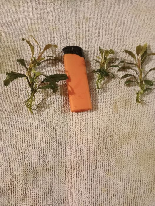 Bucephalandra shin blue, deep perple