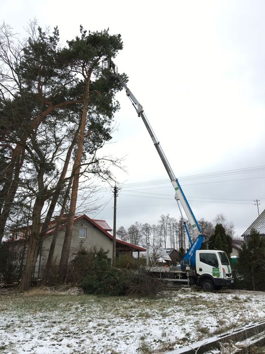 Wycinka,pielęgnacja,drzew,frezowanie,usuwanie karp,rębak,podnośnik
