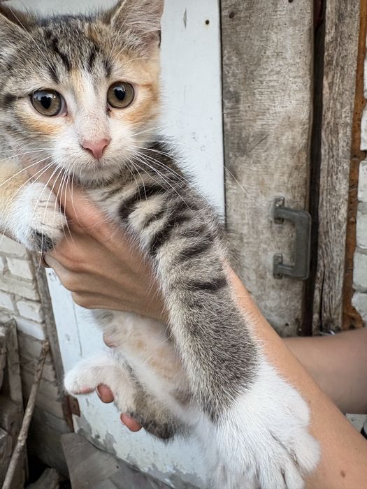 Коти  безкоштовно