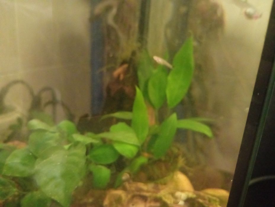 Guppys crianças entre 2 a 7 meses