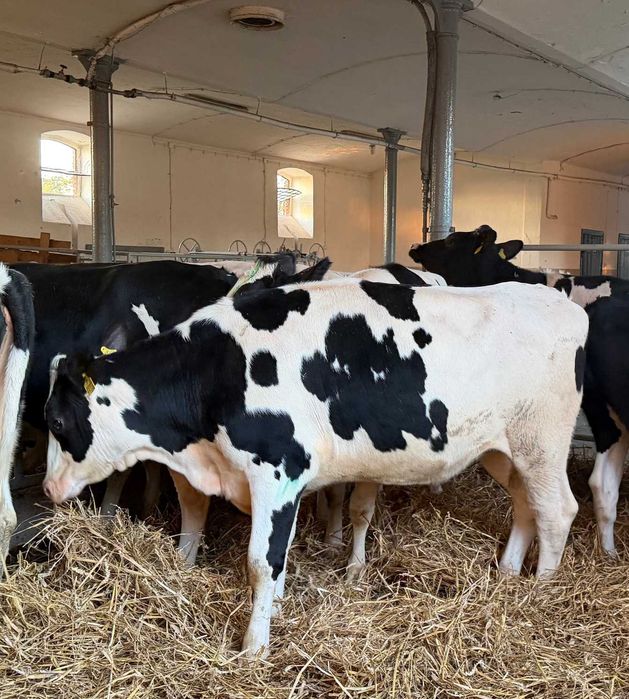 Jałówki hodowlane niemieckie