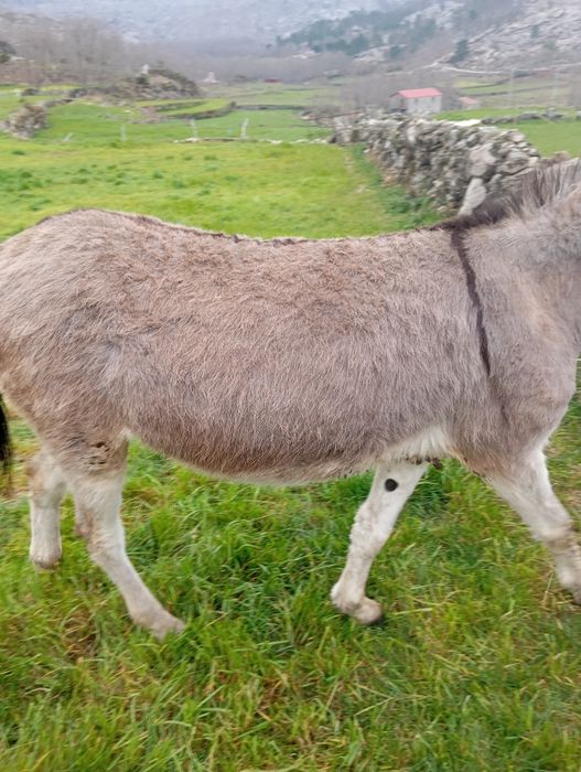 Burra 4 anos  já trabalha