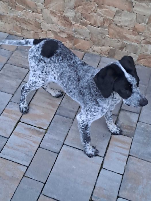 Oddam pieska w dobre ręce