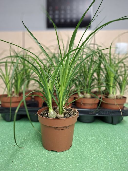 Nolina, Beaucarnea recurvata, Stopa słonia WYSYŁKA