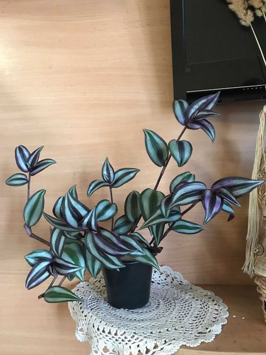 Аяқтарды сипау порно