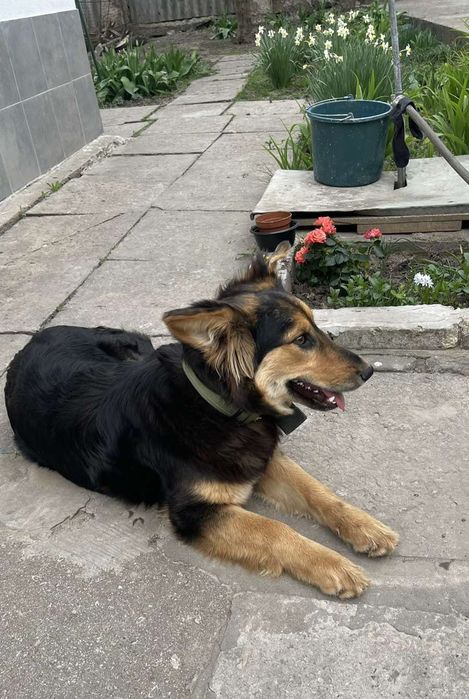 Отдам даром в добрые руки собаку метис Джек Рассел терьера и овчарки