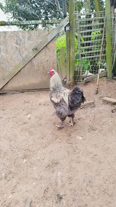 Galos - 2 Disponíveis