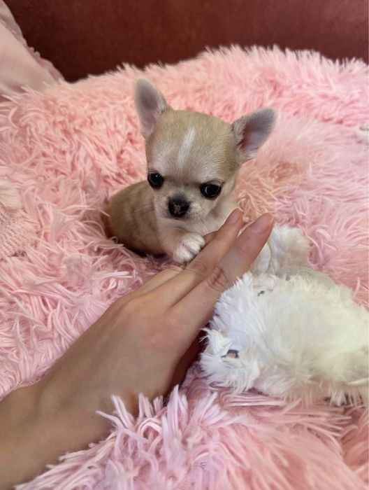 Malutki piesek chihuahua krótkowłosy