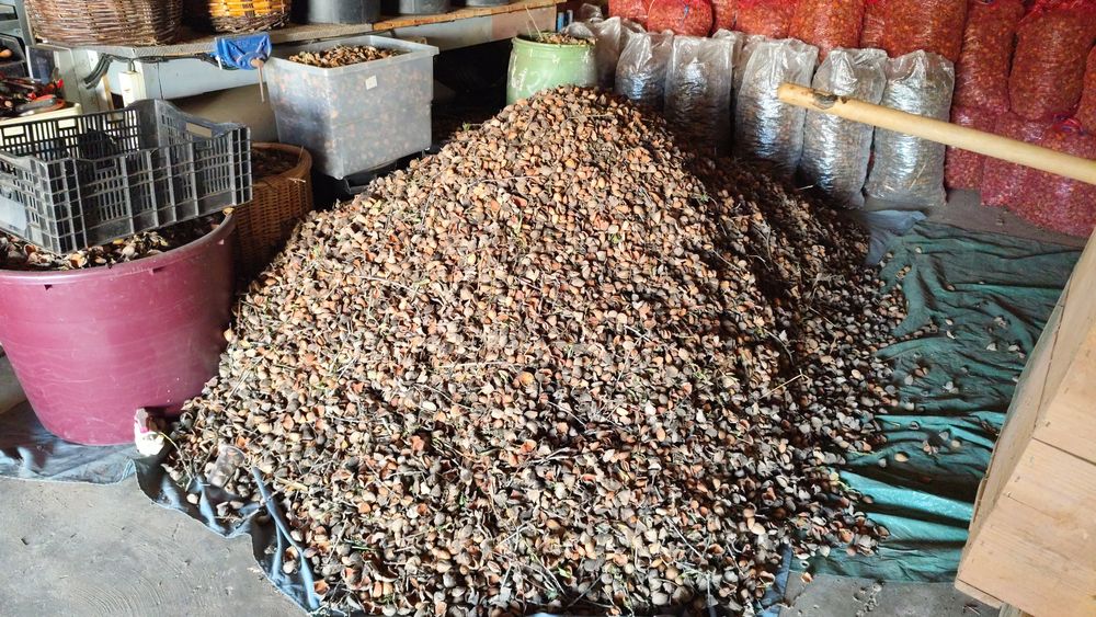 Amêndoa de 2026 para venda