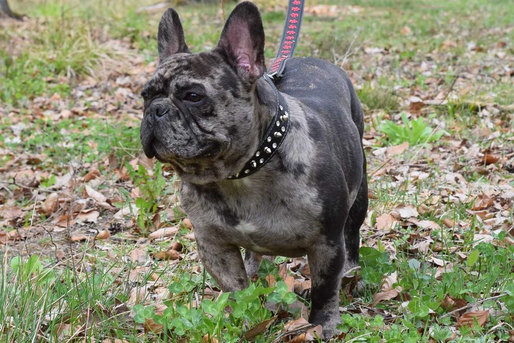 Buldog francuski sunia LENA