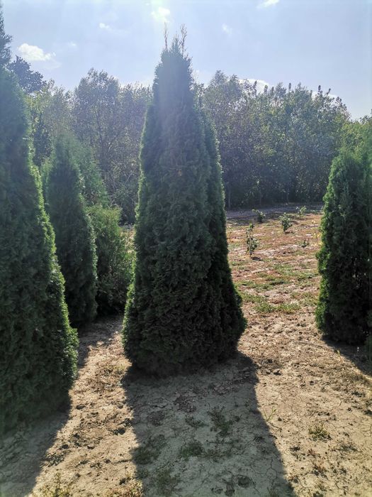 Туї Смарагд, шаровидні туї, барбариси, можевельники, самшит.